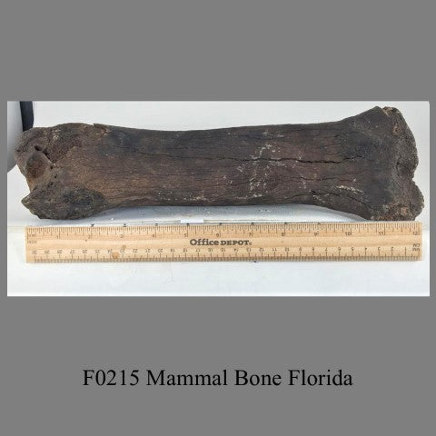 F0215 Mammal Bone Florida