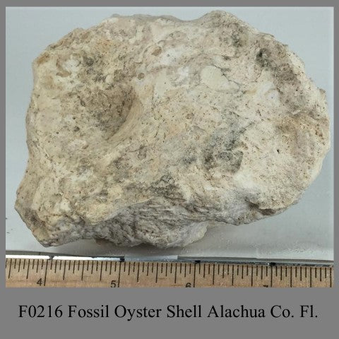 F0216 Fossil Oyster Shell Alachua Co. Fl.