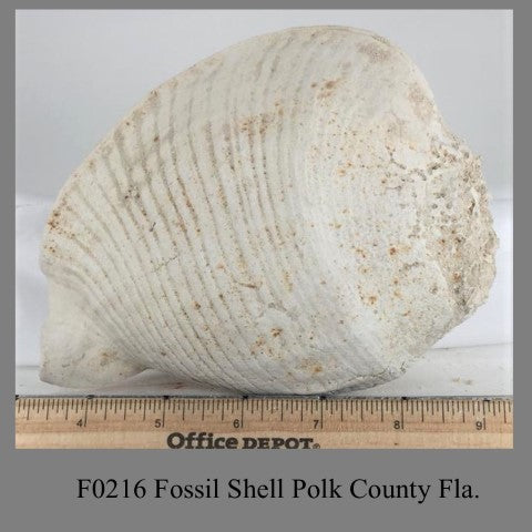 F0216 Fossil Oyster Shell Alachua Co. Fl.