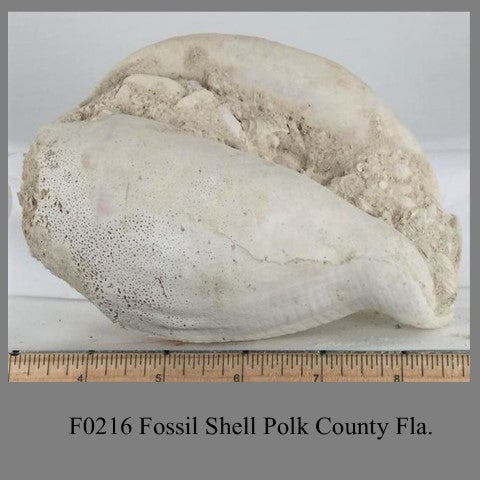 F0216 Fossil Oyster Shell Alachua Co. Fl.