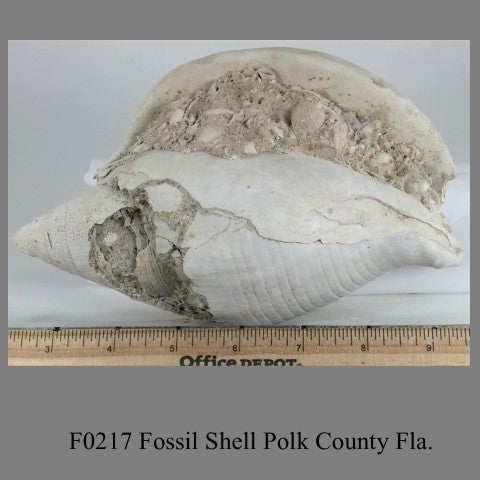 F0217 Fossil Shell Polk County Fla.