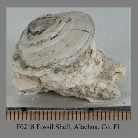 F0218 Fossil Shell, Alachua, Co. Fl.