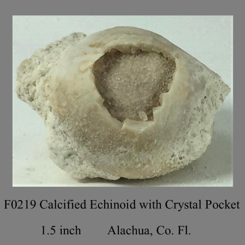 F0219 Calcified Echinoid with Crystal Pocket 1.5 inch Alacua Co. Fl.