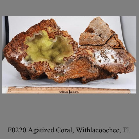 F0220 Agatized Coral, Withlacoochee, Fl.