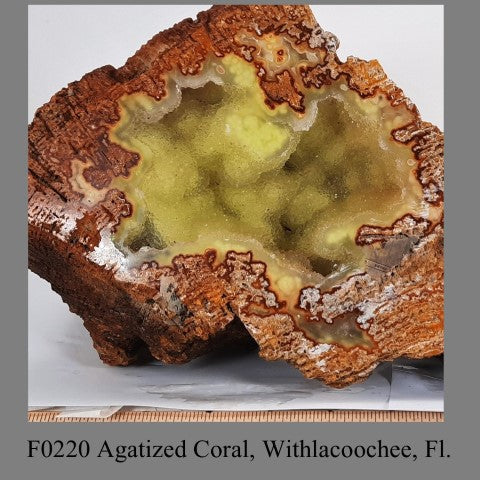 F0220 Agatized Coral, Withlacoochee, Fl.