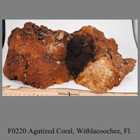F0220 Agatized Coral, Withlacoochee, Fl.
