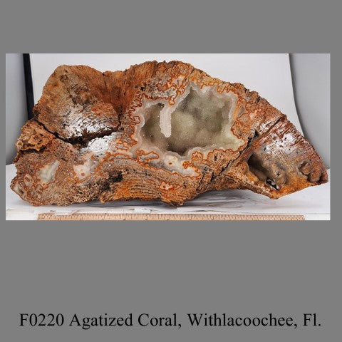 F0220 Agatized Coral, Withlacoochee, Fl.