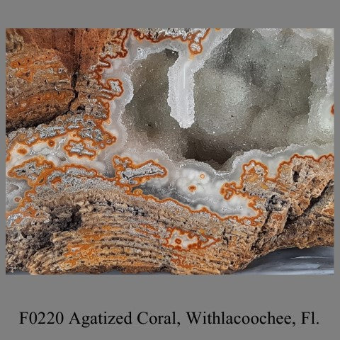 F0220 Agatized Coral, Withlacoochee, Fl.
