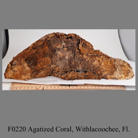 F0220 Agatized Coral, Withlacoochee, Fl.