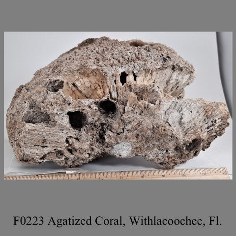 F0223 Agatized Coral, Withlacoochee, Fl.