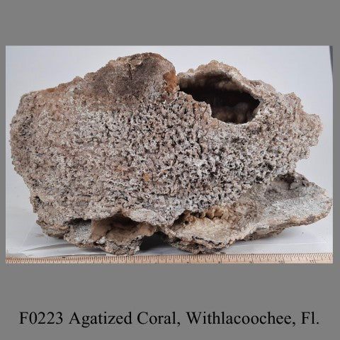 F0223 Agatized Coral, Withlacoochee, Fl.