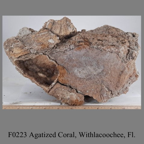 F0223 Agatized Coral, Withlacoochee, Fl.