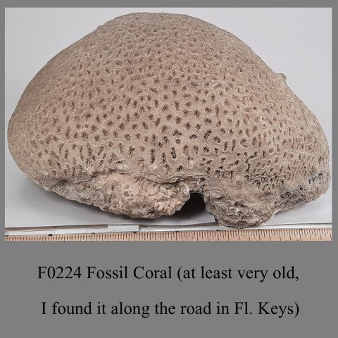 F0224 Fossil Coral (at least very old,( I found it along the road in Fl. Keys)