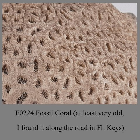 F0224 Fossil Coral (at least very old,( I found it along the road in Fl. Keys)