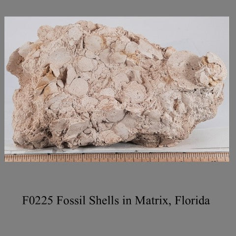 F0225 Fossil Shells in Matrix, Florida