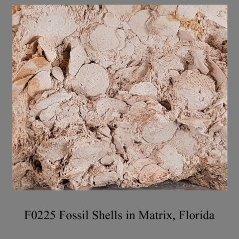 F0225 Fossil Shells in Matrix, Florida