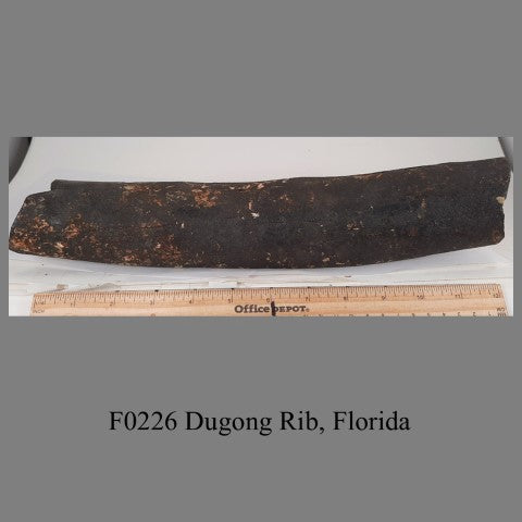 F0226 Dugong Rib, Florida