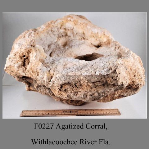 F0227 Agatized Corral, Withlacoochee River Fla.