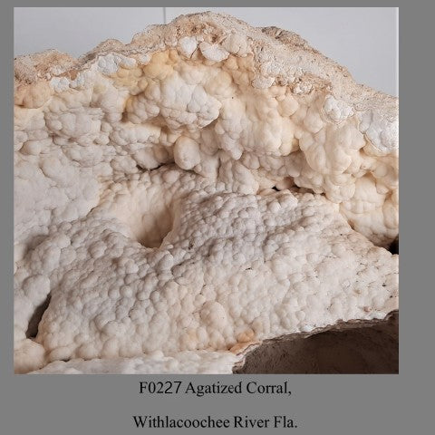 F0227 Agatized Corral, Withlacoochee River Fla.