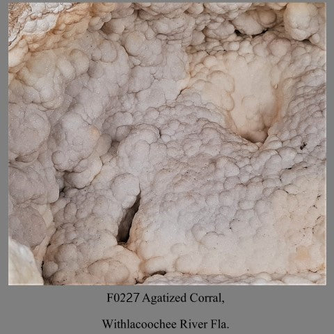 F0227 Agatized Corral, Withlacoochee River Fla.