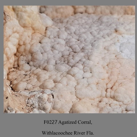 F0227 Agatized Corral, Withlacoochee River Fla.