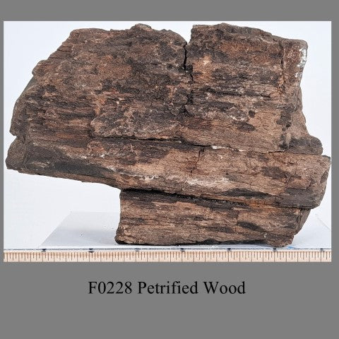 F0228 Petrified Wood