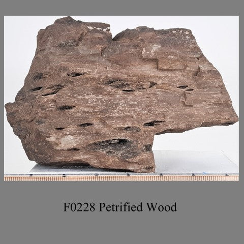 F0228 Petrified Wood