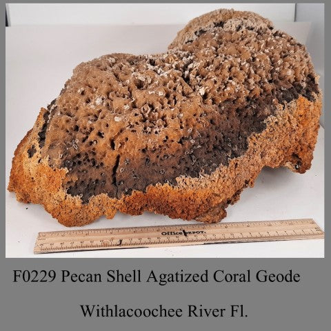 F0229 Pecan Shell Agatized Coral Geode Withlacoochee River Fl.