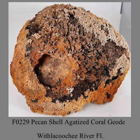 F0229 Pecan Shell Agatized Coral Geode Withlacoochee River Fl.