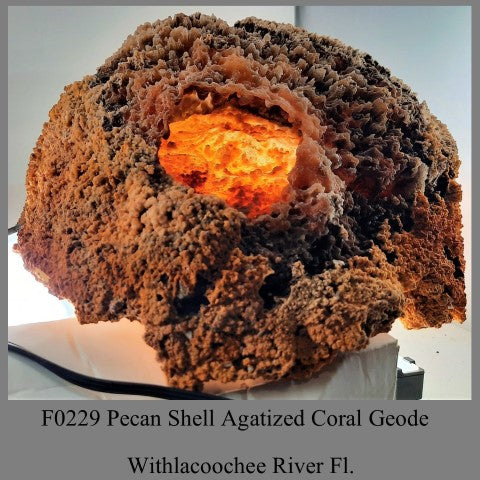 F0229 Pecan Shell Agatized Coral Geode Withlacoochee River Fl.