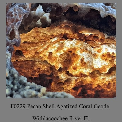 F0229 Pecan Shell Agatized Coral Geode Withlacoochee River Fl.