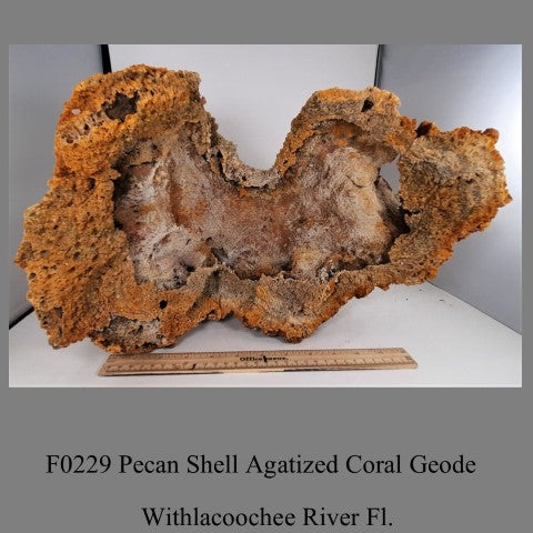 F0229 Pecan Shell Agatized Coral Geode Withlacoochee River Fl.