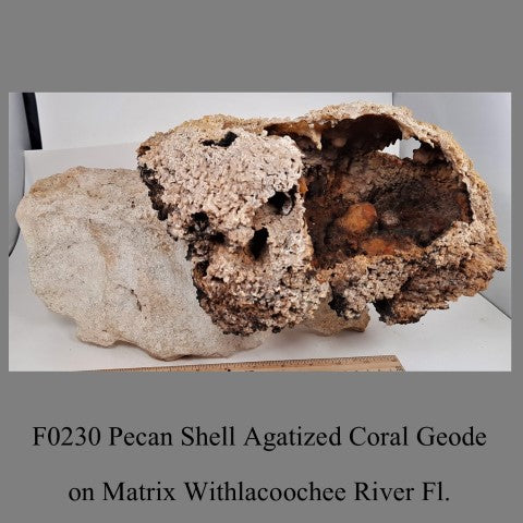 F0230 Pecan Shell Agatized Coral Geode on Matrix Withlacoochee River Fl.