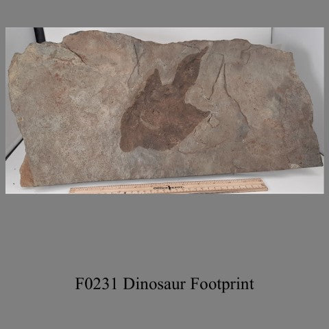 F0231 Dinosaur Footprint