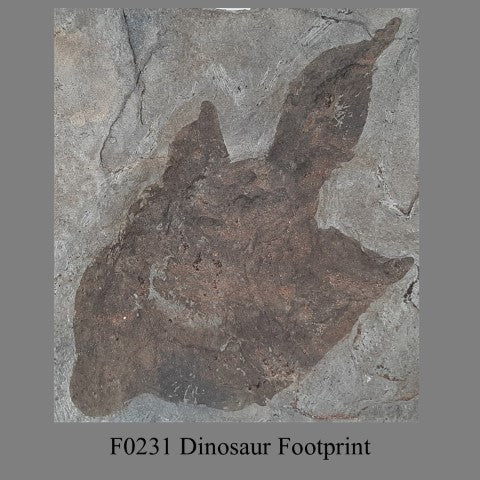 F0231 Dinosaur Footprint