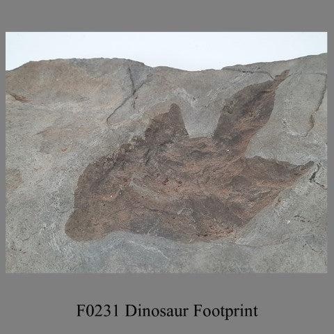 F0231 Dinosaur Footprint