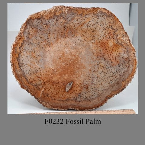 F0232 Fossil Palm