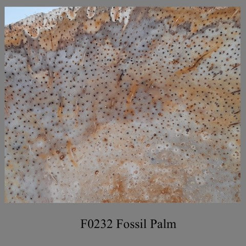 F0232 Fossil Palm