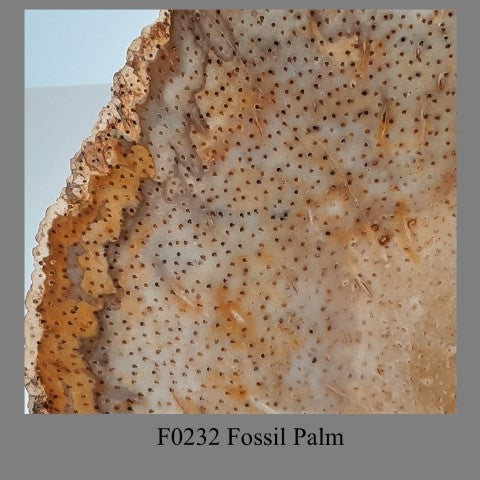 F0232 Fossil Palm