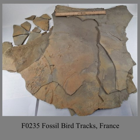 F0235 Fossil Bird Tracks, France