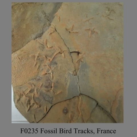 F0235 Fossil Bird Tracks, France