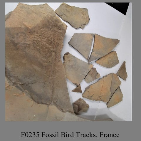 F0235 Fossil Bird Tracks, France