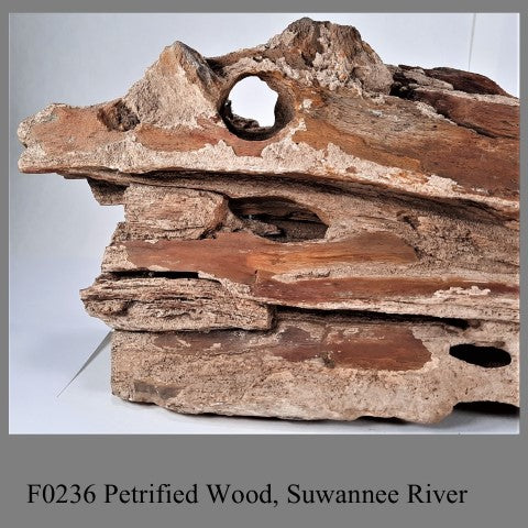 F0236 Petrified Wood, Suwannee River 