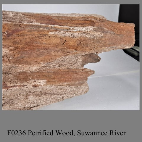 F0236 Petrified Wood, Suwannee River 