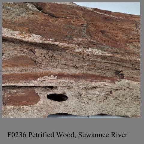 F0236 Petrified Wood, Suwannee River 