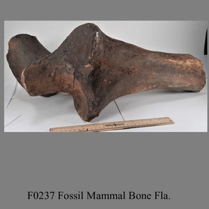 F0237 Fossil Mammal Bone Fla.