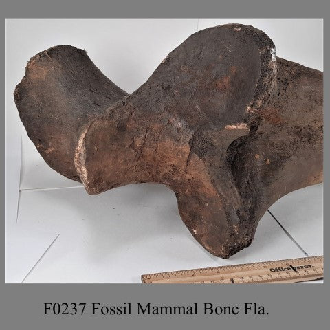 F0237 Fossil Mammal Bone Fla.