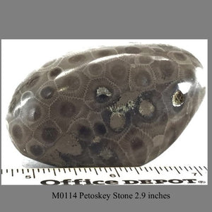 M0114 Petoskey Stone 2.9 inches