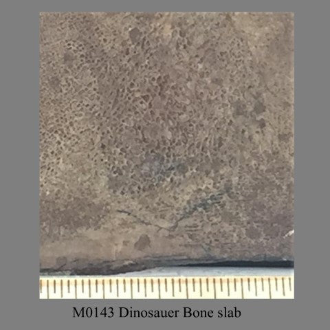 M0143 Dinosauer Bone slab