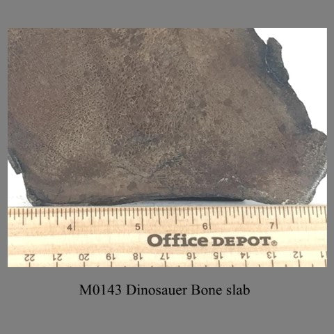 M0143 Dinosauer Bone slab